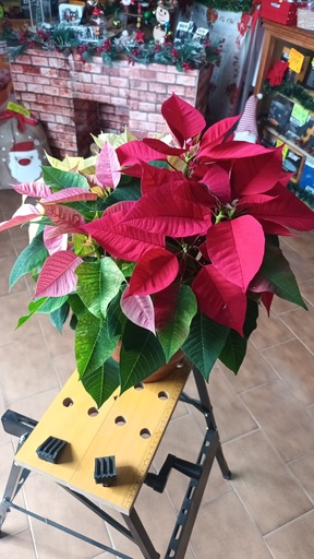 FLOR PASCUA NATURAL GRANDE